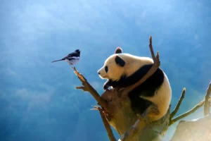 哪里才是大熊猫的家?