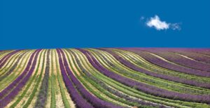 薰衣草之路——法国浪漫旅程