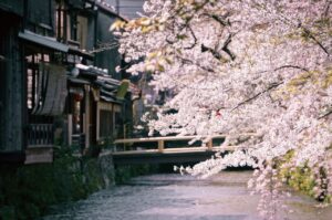 春日,赴一场花之约——日本赏樱攻略