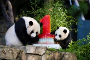 大熊猫与华盛顿的半世纪“情缘”
