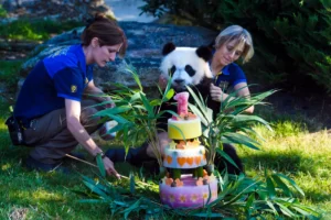 熊猫的海外“明星生活”