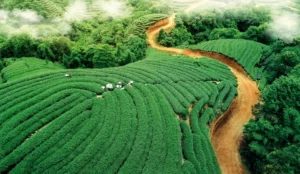 四川茶马古道 溯源大小茶路