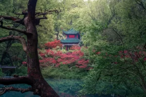 “枫”起了 中国及周边国家地区赏枫攻略