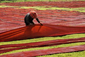 从故里，向世界  王雪与香云纱的文化情缘